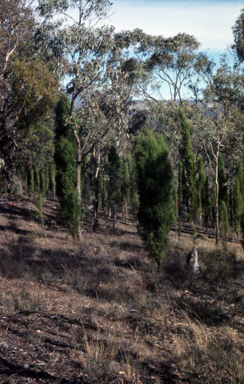 APII jpeg image of Callitris endlicheri  © contact APII