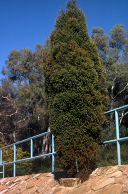 APII jpeg image of Callitris macleayana  © contact APII