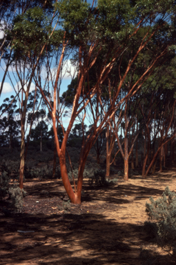 APII jpeg image of Eucalyptus salubris  © contact APII
