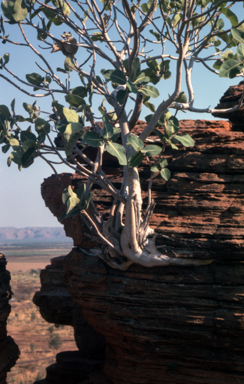 APII jpeg image of Ficus platypoda  © contact APII