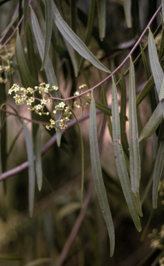 APII jpeg image of Geijera parviflora  © contact APII