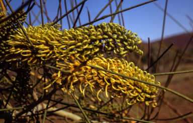 APII jpeg image of Grevillea juncifolia  © contact APII