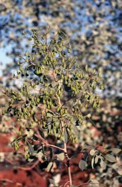 APII jpeg image of Codonocarpus cotinifolius  © contact APII