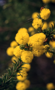 APII jpeg image of Acacia gordonii  © contact APII