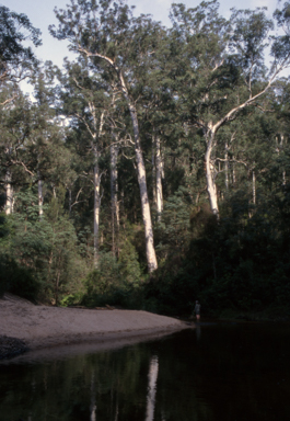 APII jpeg image of Eucalyptus deanei  © contact APII