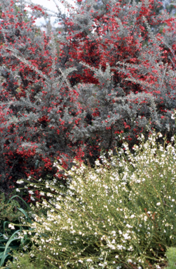 APII jpeg image of Grevillea lavandulacea  © contact APII