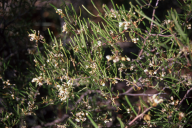 APII jpeg image of Grevillea parviflora subsp. supplicans  © contact APII
