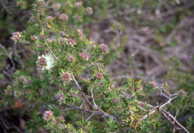 APII jpeg image of Kunzea rupestris  © contact APII