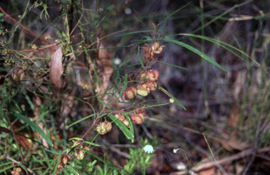 APII jpeg image of Lasiopetalum joyceae  © contact APII