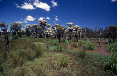 APII jpeg image of Melaleuca linariifolia  © contact APII
