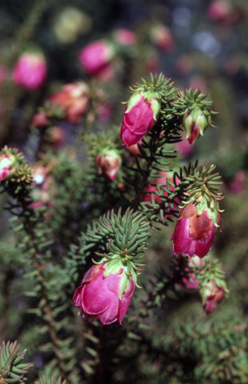 APII jpeg image of Darwinia leiostyla  © contact APII