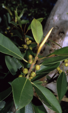 APII jpeg image of Ficus rubiginosa  © contact APII