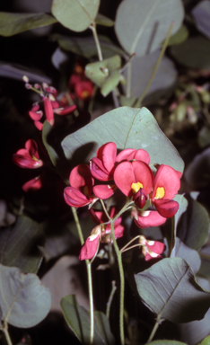 APII jpeg image of Kennedia macrophylla  © contact APII