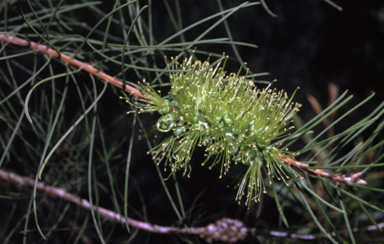 APII jpeg image of Callistemon pinifolius  © contact APII