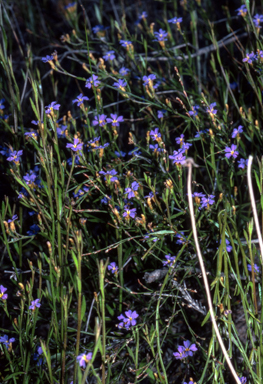 APII jpeg image of Dampiera stricta  © contact APII