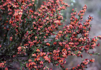 APII jpeg image of Daviesia pectinata var. decipiens  © contact APII