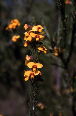APII jpeg image of Dillwynia floribunda  © contact APII