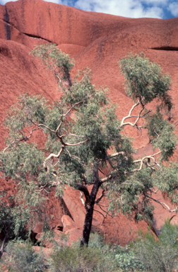 APII jpeg image of Corymbia terminalis  © contact APII