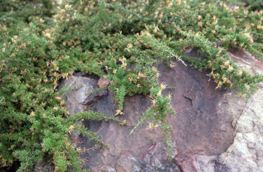 APII jpeg image of Grevillea juniperina  © contact APII