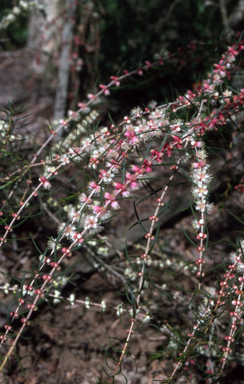 APII jpeg image of Hypocalymma angustifolium  © contact APII