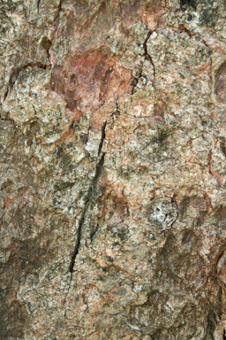 APII jpeg image of Adenanthera pavonia  © contact APII