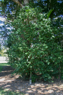 APII jpeg image of Syzygium claviflorum  © contact APII