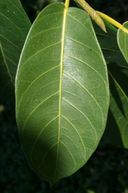 APII jpeg image of Ficus drupacea  © contact APII