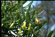 Billardiera scandens