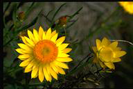 flower image