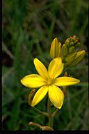 flower image