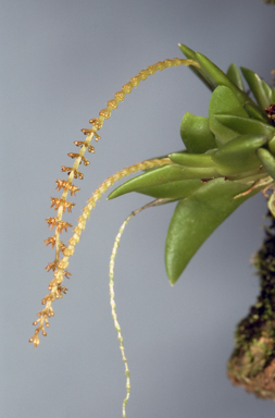 APII jpeg image of Oberonia carnosa  © contact APII