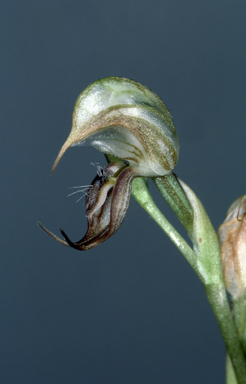APII jpeg image of Pterostylis calceolus  © contact APII