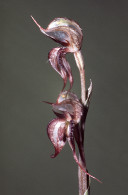APII jpeg image of Pterostylis arenicola  © contact APII