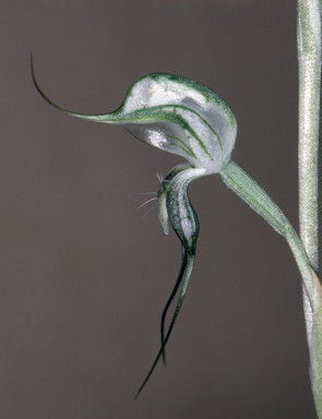 APII jpeg image of Pterostylis biseta  © contact APII