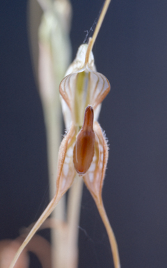 APII jpeg image of Pterostylis woollsii  © contact APII