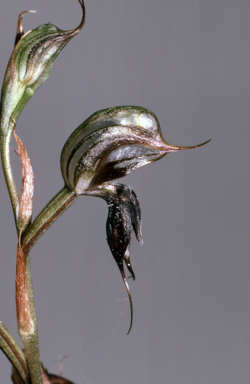 APII jpeg image of Pterostylis lingua  © contact APII