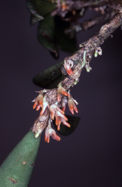 APII jpeg image of Bulbophyllum schillerianum  © contact APII