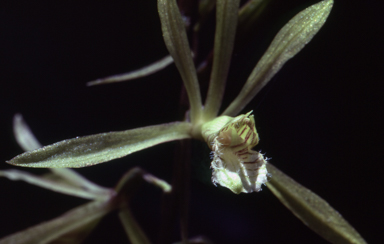 APII jpeg image of Nervilia aragoana  © contact APII