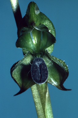 APII jpeg image of Pterostylis gibbosa  © contact APII