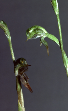 APII jpeg image of Pterostylis pusella  © contact APII