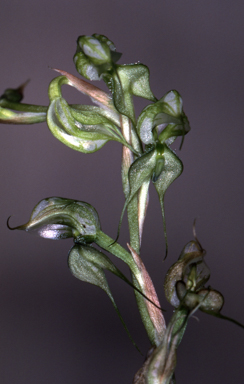 APII jpeg image of Pterostylis  © contact APII