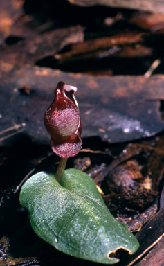 APII jpeg image of Corybas unguiculatus  © contact APII