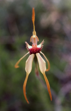 APII jpeg image of Caladenia ensata  © contact APII