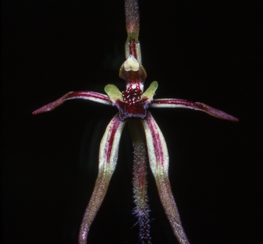 APII jpeg image of Caladenia gladiolata  © contact APII