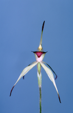 APII jpeg image of Caladenia leptochila  © contact APII
