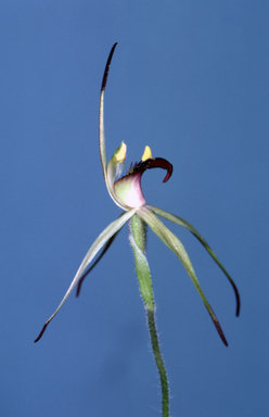 APII jpeg image of Caladenia leptochila  © contact APII