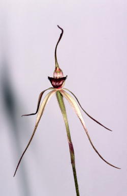 APII jpeg image of Caladenia montana  © contact APII
