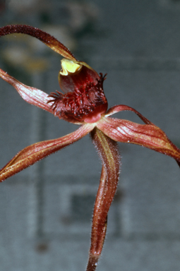 APII jpeg image of Caladenia patersonii  © contact APII