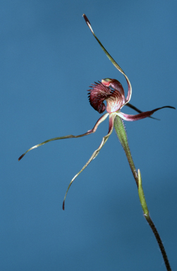 APII jpeg image of Caladenia reticulata  © contact APII