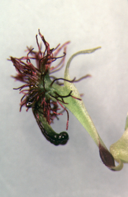 APII jpeg image of Arthrochilus prolixus  © contact APII